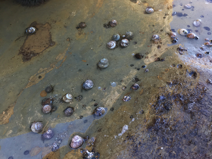 hermit crabs in a tidepool